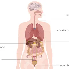 Schemat ludzkiego ciała z zaznaczonym układem oddechowym (płuca, tchawica) oraz innymi narządami.