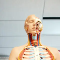 Model anatomiczny pokazuje przekrój głowy i klatki piersiowej, uwidaczniając górne drogi oddechowe, naczynia krwionośne i żebra.
