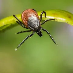 Kleszcz na zielonym liściu. Zastanawiasz się nad szczepionka na kleszczowe zapalenie mózgu cena?