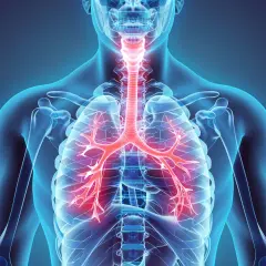 Anatomia ludzkiego ciała z widocznymi czerwonymi oskrzelami i tchawicą.