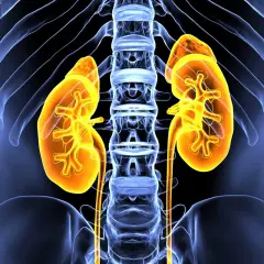 Anatomia nerek, widok z przodu. Żółte nerki z widocznymi strukturami wewnętrznymi, otoczone niebieskim szkieletem i żebrami. To jest cortineff.