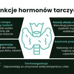 Hormony tarczycy, w tym tyroksyna, regulują metabolizm, rozwój układu nerwowego, wzrost, regenerację, pracę serca i termoregulację.