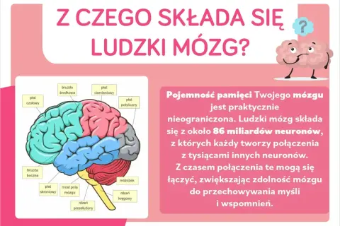 Ilustracja przedstawia schemat ludzkiego mózgu z zaznaczonymi płatami: czołowym, ciemieniowym, potylicznym, skroniowym, móżdżkiem i rdzeniem przedłużonym.
