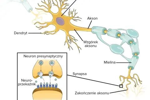 Schemat komórki nerwowej: soma, dendryty, akson z osłonką mielinową i zakończeniem synaptycznym. Pokazano też neuron presynaptyczny uwalniający neuroprzekaźniki.