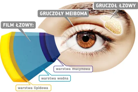 Budowa filmu łzowego na rogówce oka: warstwy lipidowa, wodna i mucynowa. Gruczoły Meiboma i łzowe produkują składniki filmu.
