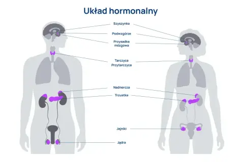 Schemat przedstawia ludzki układ hormonalny, ukazując lokalizację gruczołów takich jak przysadka mózgowa, tarczyca, nadnercza, trzustka, jądra i jajniki.