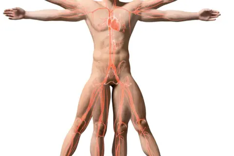 Anatomia układu krążenia, serce i naczynia krwionośne. Kluczowe dla torakochirurgii.