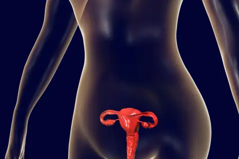 Anatomical model showing the female reproductive system, including the uterus and ovaries. The space behind the uterus is the zatoka douglasa.