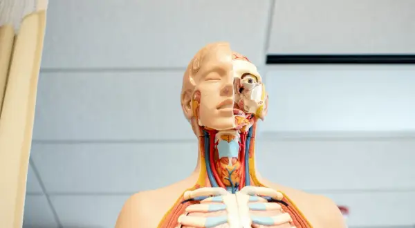 Model anatomiczny pokazuje przekrój głowy i klatki piersiowej, uwidaczniając górne drogi oddechowe, naczynia krwionośne i żebra.