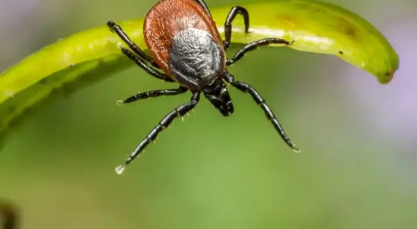Kleszcz na zielonym liściu. Zastanawiasz się nad szczepionka na kleszczowe zapalenie mózgu cena?