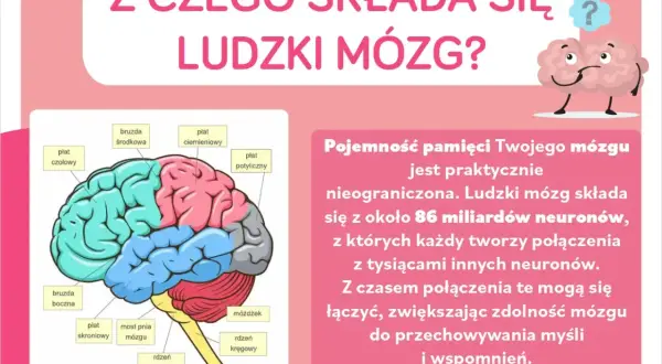 Ilustracja przedstawia schemat ludzkiego mózgu z zaznaczonymi płatami: czołowym, ciemieniowym, potylicznym, skroniowym, móżdżkiem i rdzeniem przedłużonym.