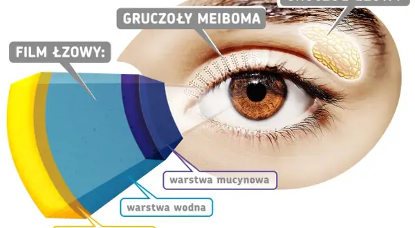Budowa filmu łzowego na rogówce oka: warstwy lipidowa, wodna i mucynowa. Gruczoły Meiboma i łzowe produkują składniki filmu.