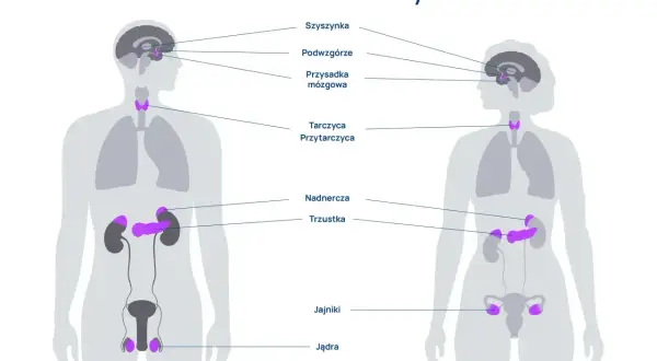 Schemat przedstawia ludzki układ hormonalny, ukazując lokalizację gruczołów takich jak przysadka mózgowa, tarczyca, nadnercza, trzustka, jądra i jajniki.