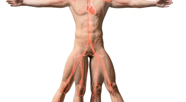 Anatomia układu krążenia, serce i naczynia krwionośne. Kluczowe dla torakochirurgii.