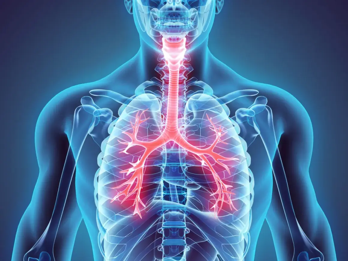 Anatomia ludzkiego ciała z widocznymi czerwonymi oskrzelami i tchawicą.