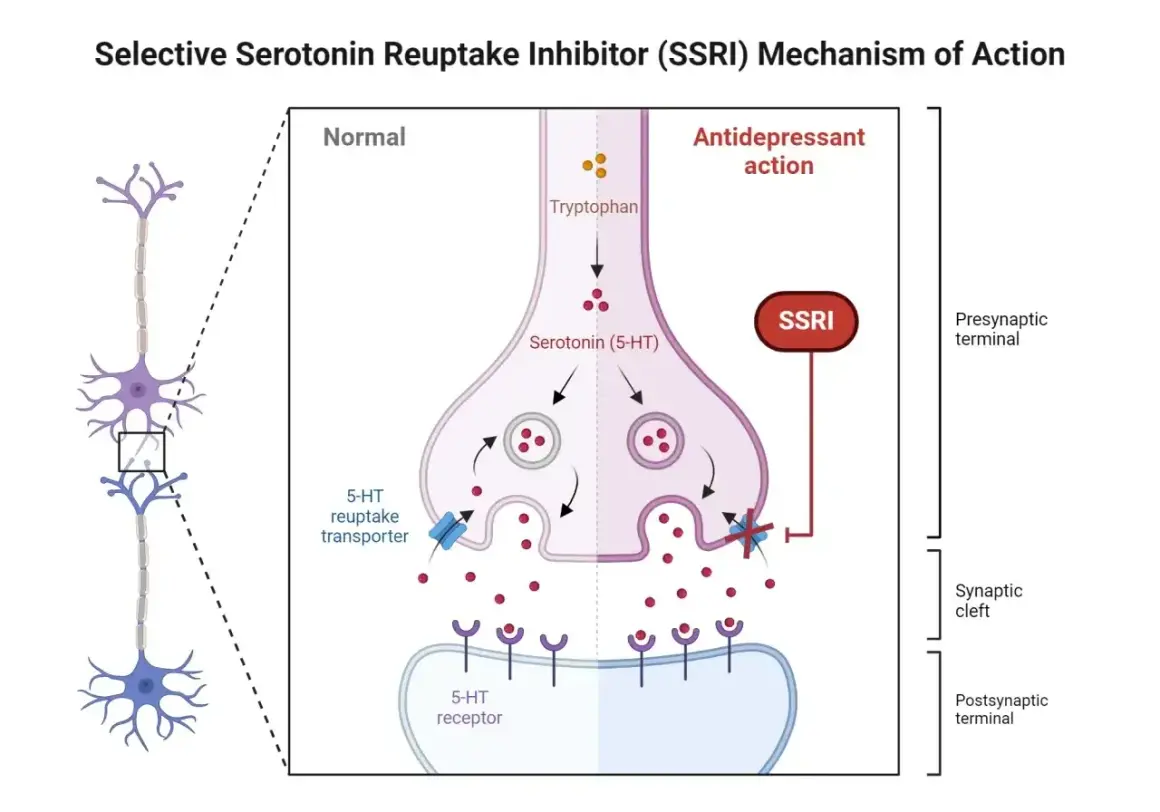 Schemat działania SSRI. Po lewej neuron, po prawej synapsa. SSRI blokuje transporter serotoniny, zwiększając jej dostępność w szczelinie synaptycznej.