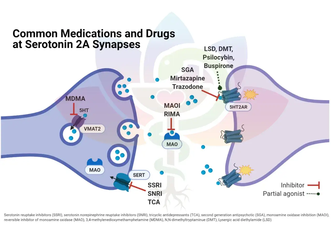 Schemat synapsy serotoninowej. Leki, w tym SNRI, wpływają na receptory i transportery serotoniny, modyfikując jej działanie.