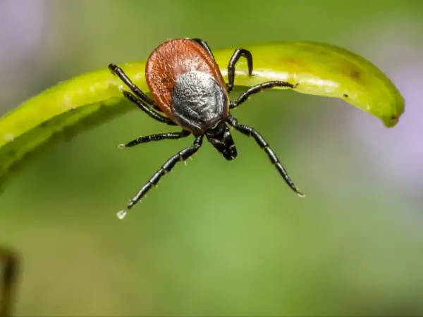 Kleszcz na zielonym liściu. Zastanawiasz się nad szczepionka na kleszczowe zapalenie mózgu cena?