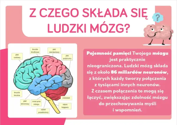 Ilustracja przedstawia schemat ludzkiego mózgu z zaznaczonymi płatami: czołowym, ciemieniowym, potylicznym, skroniowym, móżdżkiem i rdzeniem przedłużonym.