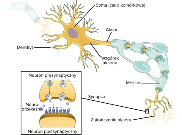 Schemat komórki nerwowej: soma, dendryty, akson z osłonką mielinową i zakończeniem synaptycznym. Pokazano też neuron presynaptyczny uwalniający neuroprzekaźniki.