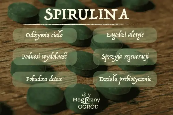 Spirulina na co? Odżywia ciało, łagodzi alergie, podnosi wydolność, sprzyja regeneracji, pobudza detox i działa prebiotycznie.