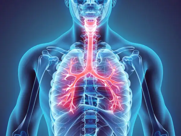 Anatomia ludzkiego ciała z widocznymi czerwonymi oskrzelami i tchawicą.