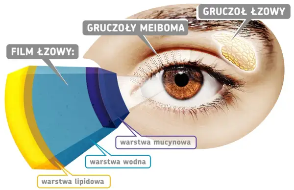 Budowa filmu łzowego na rogówce oka: warstwy lipidowa, wodna i mucynowa. Gruczoły Meiboma i łzowe produkują składniki filmu.