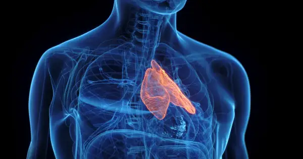 Anatomical rendering of the human chest showing the glowing orange grasica, part of the immune system, nestled within the blue translucent rib cage and trachea.