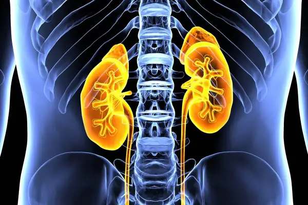 Anatomia nerek, widok z przodu. Żółte nerki z widocznymi strukturami wewnętrznymi, otoczone niebieskim szkieletem i żebrami. To jest cortineff.