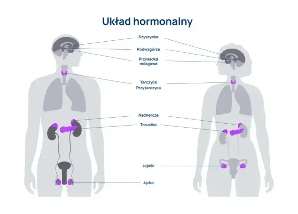Schemat przedstawia ludzki układ hormonalny, ukazując lokalizację gruczołów takich jak przysadka mózgowa, tarczyca, nadnercza, trzustka, jądra i jajniki.