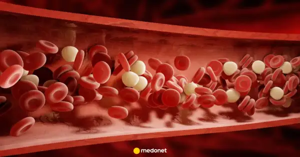 Przekrój naczynia krwionośnego z czerwonymi krwinkami i białymi krwinkami. Płytki krwi norma.