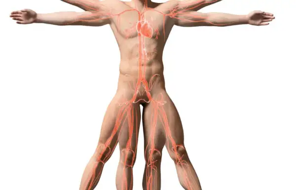 Anatomia układu krążenia, serce i naczynia krwionośne. Kluczowe dla torakochirurgii.