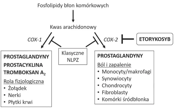 Schemat działania kwasu arachidonowego, gdzie COX-1 i COX-2 wpływają na produkcję prostaglandyn. Etorykoksib hamuje COX-2.
