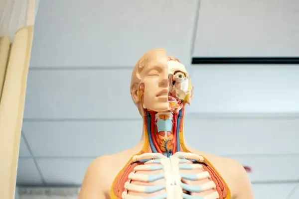 Model anatomiczny przedstawia przekrój głowy i klatki piersiowej, ukazując szczegóły budowy, w tym grdykę.