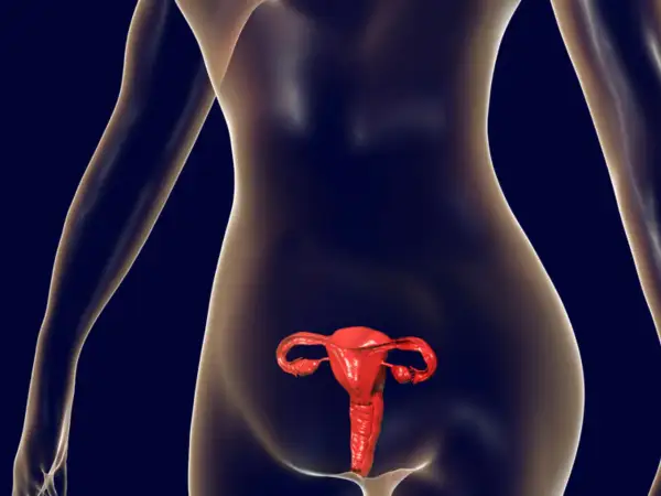 Anatomical model showing the female reproductive system, including the uterus and ovaries. The space behind the uterus is the zatoka douglasa.